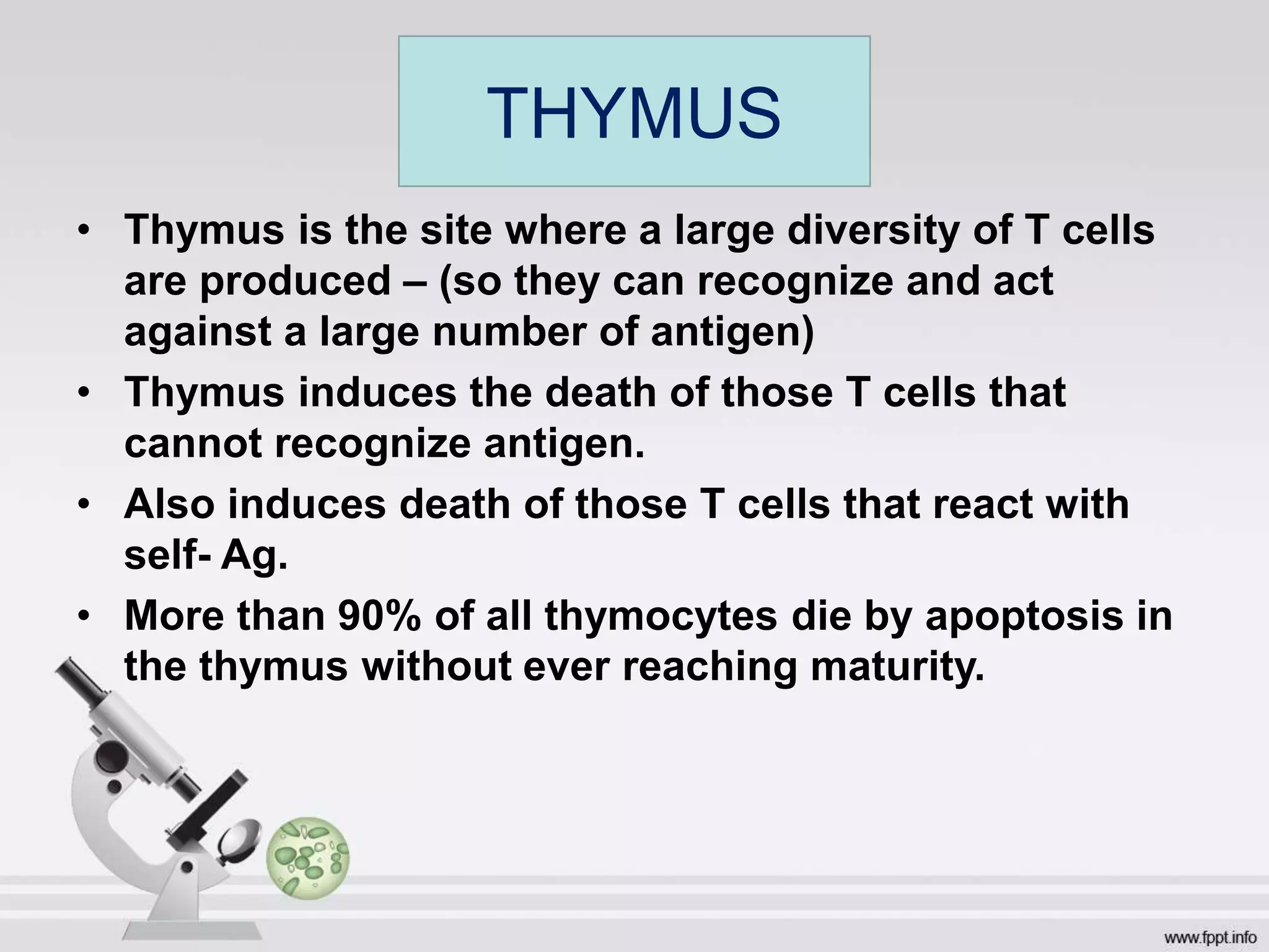 • Thymus is the site where a large diversity of T cells
are produced – (so they can recognize and act
against a large number of antigen)
• Thymus induces the death of those T cells that
cannot recognize antigen.
• Also induces death of those T cells that react with
self- Ag.
• More than 90% of all thymocytes die by apoptosis in
the thymus without ever reaching maturity.
THYMUS
 
