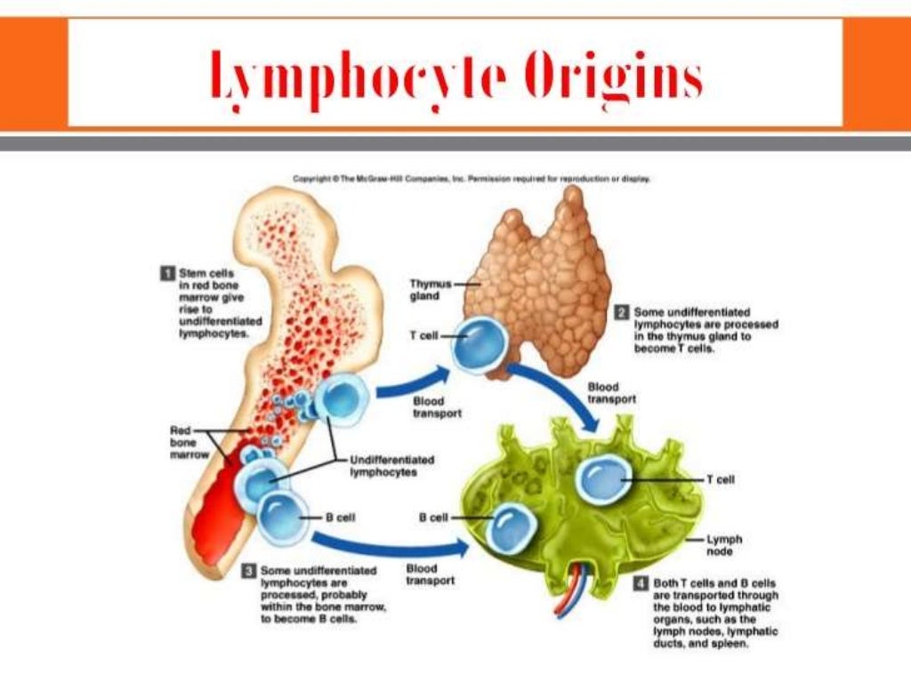 Structure and Functions of immune system- MICROBIOLOGY