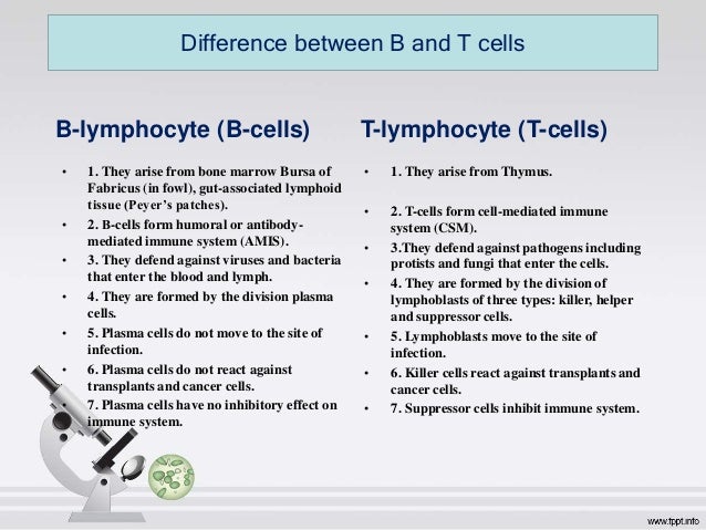 Differences Between T Cells And B Cells لم يسبق له مثيل الصور Tier3 Xyz