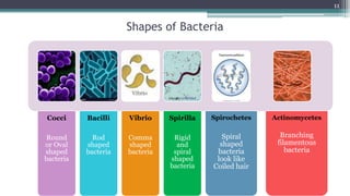 Shapes of Bacteria
Cocci
Round
or Oval
shaped
bacteria
Bacilli
Rod
shaped
bacteria
Vibrio
Comma
shaped
bacteria
Spirilla
Rigid
and
spiral
shaped
bacteria
Spirochetes
Spiral
shaped
bacteria
look like
Coiled hair
Actinomycetes
Branching
filamentous
bacteria
11
 