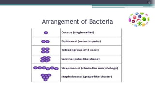 Arrangement of Bacteria
12
 