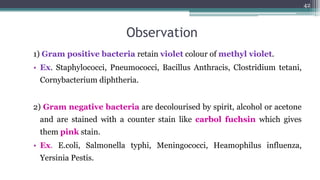 Observation
1) Gram positive bacteria retain violet colour of methyl violet.
• Ex. Staphylococci, Pneumococci, Bacillus Anthracis, Clostridium tetani,
Cornybacterium diphtheria.
2) Gram negative bacteria are decolourised by spirit, alcohol or acetone
and are stained with a counter stain like carbol fuchsin which gives
them pink stain.
• Ex. E.coli, Salmonella typhi, Meningococci, Heamophilus influenza,
Yersinia Pestis.
42
 