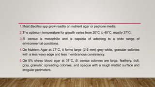 1.Most Bacillus spp grow readily on nutrient agar or peptone media.
2.The optimum temperature for growth varies from 20°C to 40°C, mostly 37°C.
3.B. cereus is mesophilic and is capable of adapting to a wide range of
environmental conditions.
4.On Nutrient Agar at 37°C, it forms large (2-5 mm) grey-white, granular colonies
with a less wavy edge and less membranous consistency.
5.On 5% sheep blood agar at 37°C, B. cereus colonies are large, feathery, dull,
gray, granular, spreading colonies, and opaque with a rough matted surface and
irregular perimeters.
 