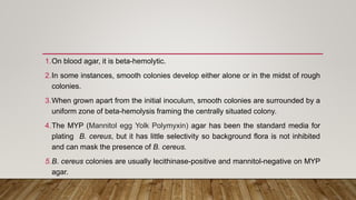 1.On blood agar, it is beta-hemolytic.
2.In some instances, smooth colonies develop either alone or in the midst of rough
colonies.
3.When grown apart from the initial inoculum, smooth colonies are surrounded by a
uniform zone of beta-hemolysis framing the centrally situated colony.
4.The MYP (Mannitol egg Yolk Polymyxin) agar has been the standard media for
plating B. cereus, but it has little selectivity so background flora is not inhibited
and can mask the presence of B. cereus.
5.B. cereus colonies are usually lecithinase-positive and mannitol-negative on MYP
agar.
 