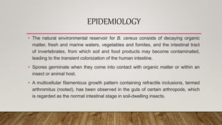 EPIDEMIOLOGY
• The natural environmental reservoir for B. cereus consists of decaying organic
matter, fresh and marine waters, vegetables and fomites, and the intestinal tract
of invertebrates, from which soil and food products may become contaminated,
leading to the transient colonization of the human intestine.
• Spores germinate when they come into contact with organic matter or within an
insect or animal host.
• A multicellular filamentous growth pattern containing refractile inclusions, termed
arthromitus (rooted), has been observed in the guts of certain arthropods, which
is regarded as the normal intestinal stage in soil-dwelling insects.
 