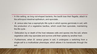 • In this setting, as long rod-shaped bacteria, the bacilli lose their flagella, attach to
the arthropod intestinal epithelium, and sporulate .
• B. cereus also has a saprophytic life cycle in which spores germinate in soil, with
the production of a vegetative bacillus, which could then sporulate, maintaining
the life cycle .
• Defecation by or death of the host releases cells and spores into the soil, where
vegetative cells may sporulate and survive until their uptake by another host .
• Furthermore, when B. cereus grows in soil, it undergoes a switching from a
single-cell to a multicellular phenotype, which allows it to translocate through the
soil .
 