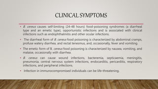 CLINICAL SYMPTOMS
• B. cereus causes self-limiting (24-48 hours) food-poisoning syndromes (a diarrheal
type and an emetic type), opportunistic infections and is associated with clinical
infections such as endophthalmitis and other ocular infections.
• The diarrheal form of B. cereus food poisoning is characterized by abdominal cramps,
profuse watery diarrhea, and rectal tenesmus, and, occasionally, fever and vomiting.
• The emetic form of B. cereus food poisoning is characterized by nausea, vomiting, and
malaise, occasionally with diarrhea.
• B. cereus can cause wound infections, bacteremia, septicaemia, meningitis,
pneumonia, central nervous system infections, endocarditis, pericarditis, respiratory
infections, and peripheral infections.
• Infection in immunocompromised individuals can be life-threatening.
 