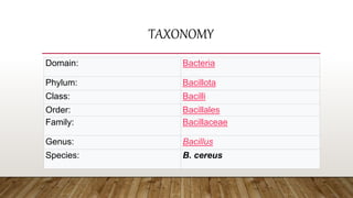 TAXONOMY
Domain: Bacteria
Phylum: Bacillota
Class: Bacilli
Order: Bacillales
Family: Bacillaceae
Genus: Bacillus
Species: B. cereus
 