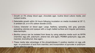 1.Growth on 5% sheep blood agar, chocolate agar, routine blood culture media, and
nutrient broths.
2.Detectable growth within 24 hours following incubation on media incubated at 35° C,
in ambient air, or in 5% carbon dioxide (CO2).
3.Colony character on blood agar: Large, feathery, spreading, dull, gray, granular,
spreading colonies and opaque with a rough matted surface and irregular perimeters,
beta-hemolytic.
4.Bacillus cereus can be isolated from feces by using selective media such as MYPA
(mannitol, egg yolk, polymyxin, phenol red, and agar), PEMBA (polymyxin, egg yolk,
mannitol, bromothymol, blue agar).
5.These media take advantage of the phospholipase C positive reaction on egg yolk
agar, no production of acid from mannitol, and incorporation of pyruvate or polymyxin
as the selective agents.
 