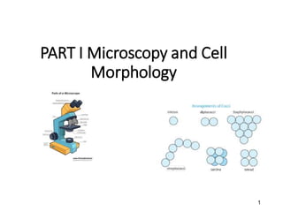 PART I Microscopy and Cell
Morphology
1
 