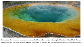 Some archaea live in extreme environments, such as the Morning Glory pool, a hot spring in Yellowstone National Park. The color
differences in the pool result from the different communities of microbes that are able to thrive at various water temperatures.
 