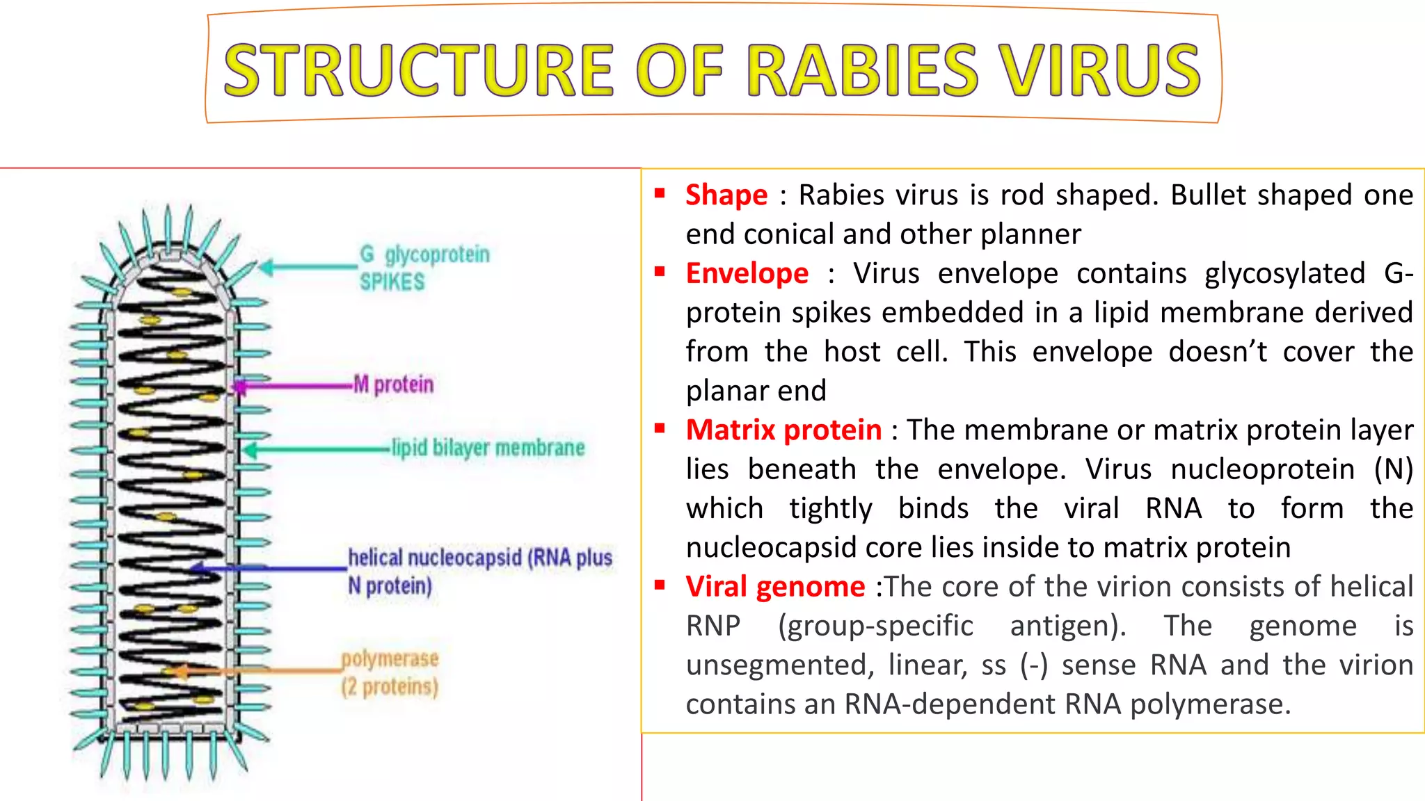 Pathogenesis of viral diseases .pptx