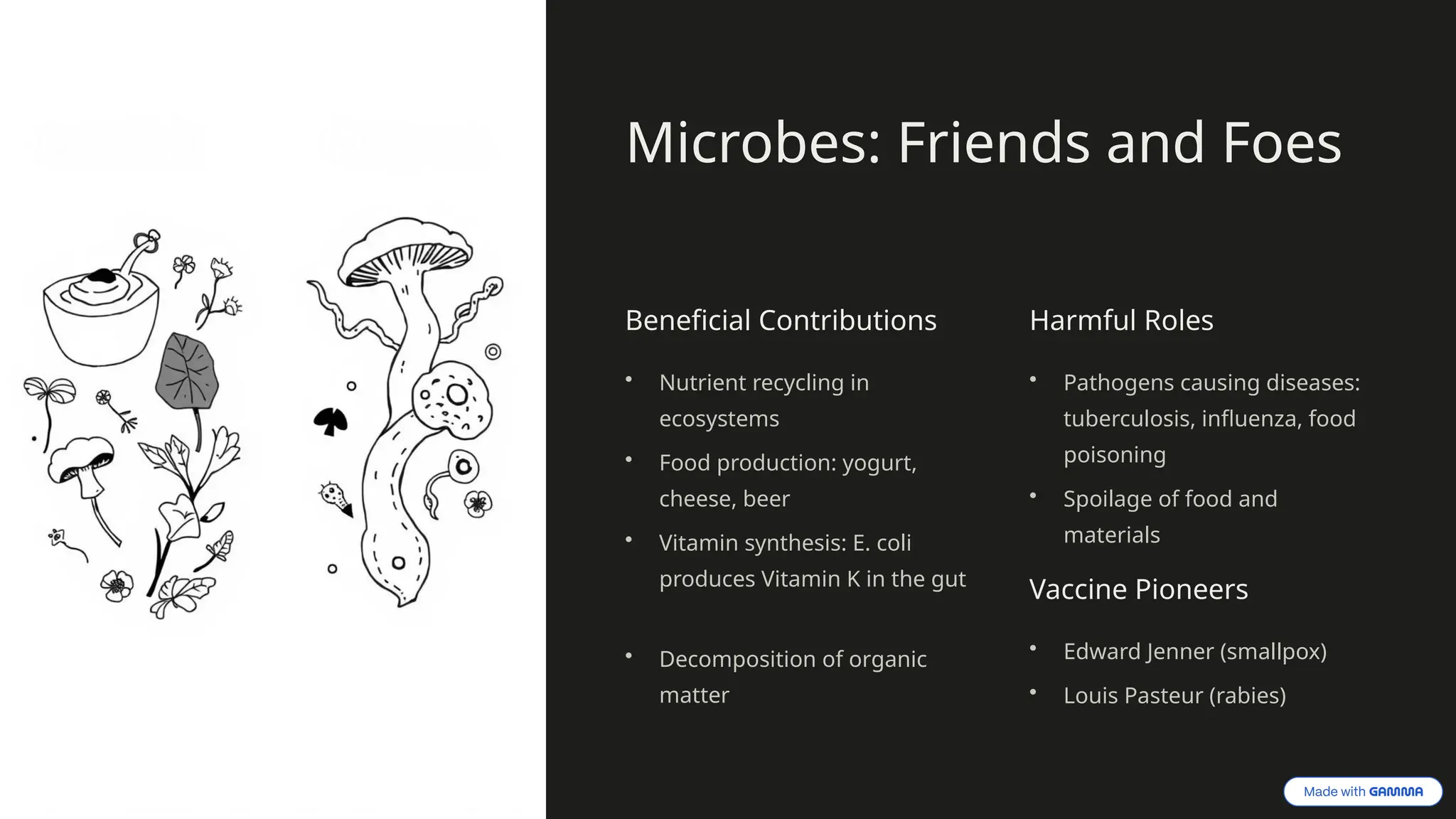 Microbes: Friends and Foes
Beneficial Contributions
• Nutrient recycling in
ecosystems
• Food production: yogurt,
cheese, beer
• Vitamin synthesis: E. coli
produces Vitamin K in the gut
• Decomposition of organic
matter
Harmful Roles
• Pathogens causing diseases:
tuberculosis, influenza, food
poisoning
• Spoilage of food and
materials
Vaccine Pioneers
• Edward Jenner (smallpox)
• Louis Pasteur (rabies)
 