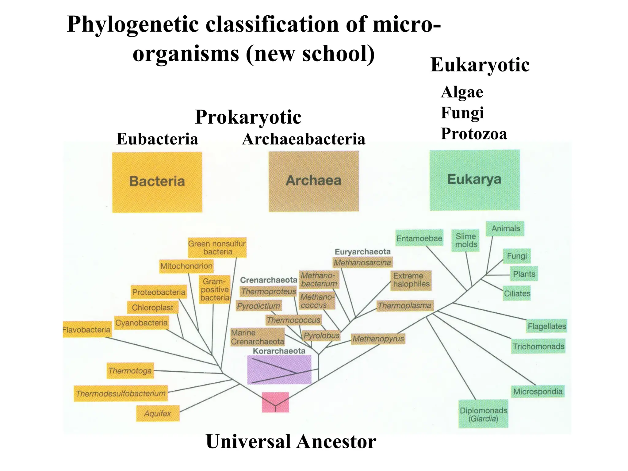Phylogenetic classification of micro- organisms (new school) Universal Ancestor Algae Fungi Protozoa Prokaryotic Eubacteria Archaeabacteria Eukaryotic 