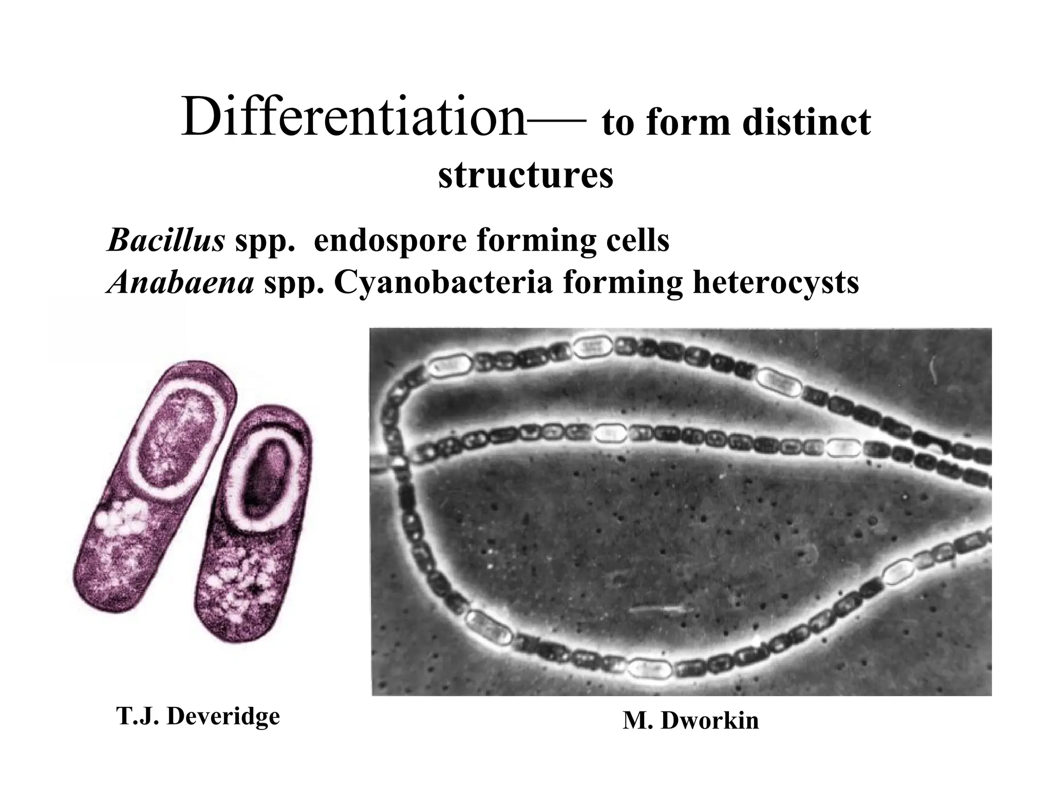 Differentiation— to form distinct structures Bacillus spp. endospore forming cells Anabaena spp. Cyanobacteria forming heterocysts T.J. Deveridge M. Dworkin 