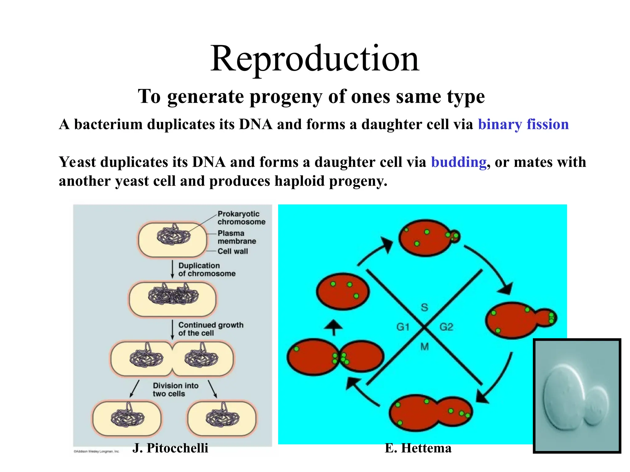 Reproduction To generate progeny of ones same type A bacterium duplicates its DNA and forms a daughter cell via binary fission Yeast duplicates its DNA and forms a daughter cell via budding, or mates with another yeast cell and produces haploid progeny. J. Pitocchelli E. Hettema 