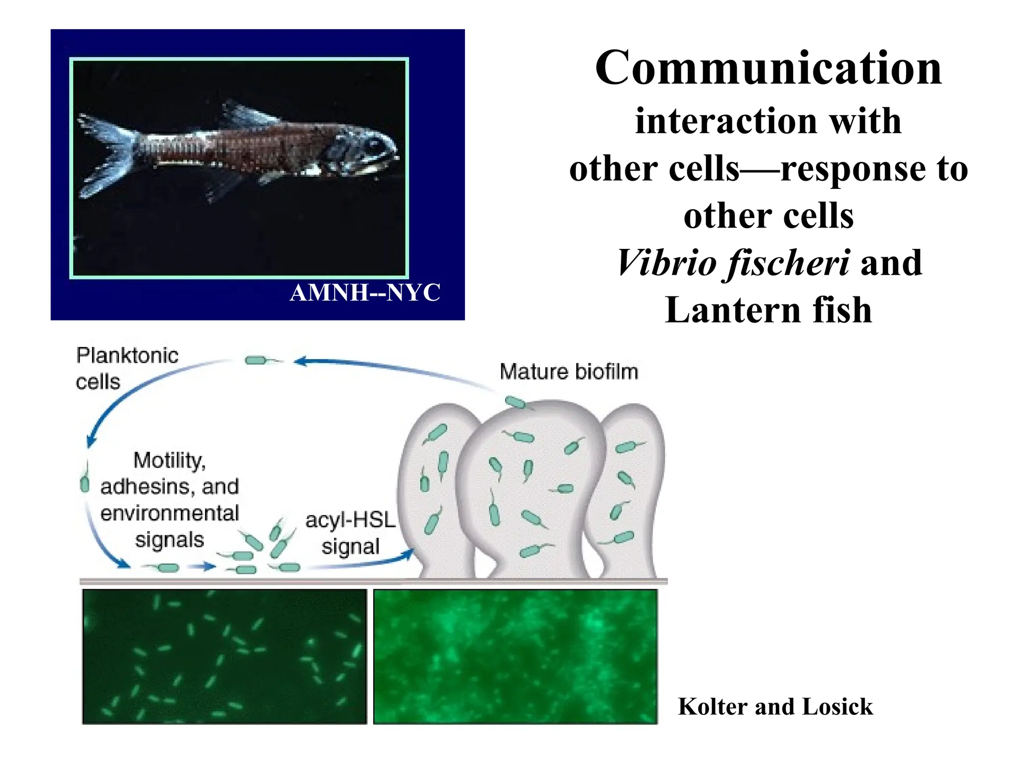 Communication interaction with other cells—response to other cells Vibrio fischeri and Lantern fish Kolter and Losick AMNH--NYC 