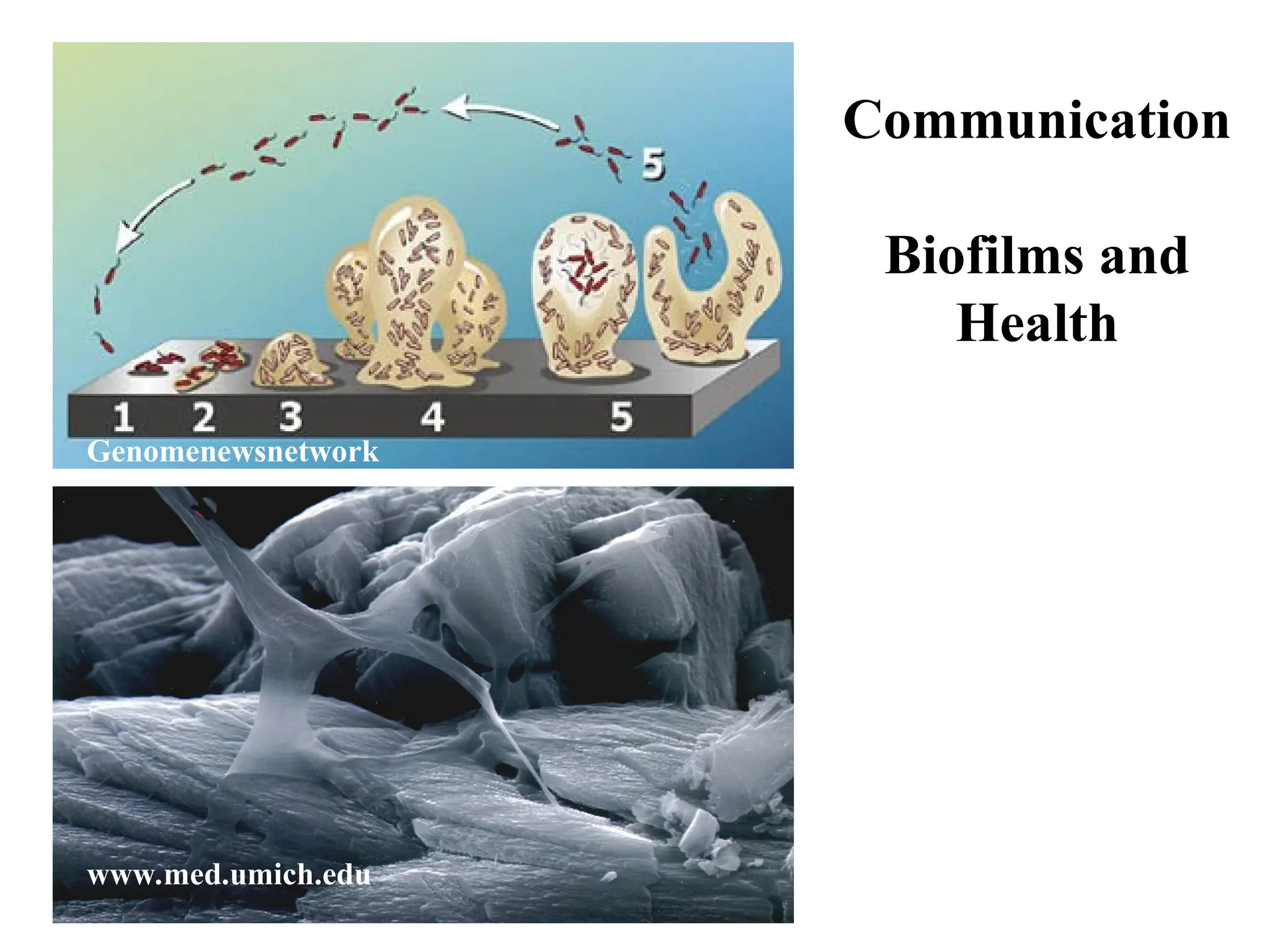 www.med.umich.edu Genomenewsnetwork Communication Biofilms and Health 