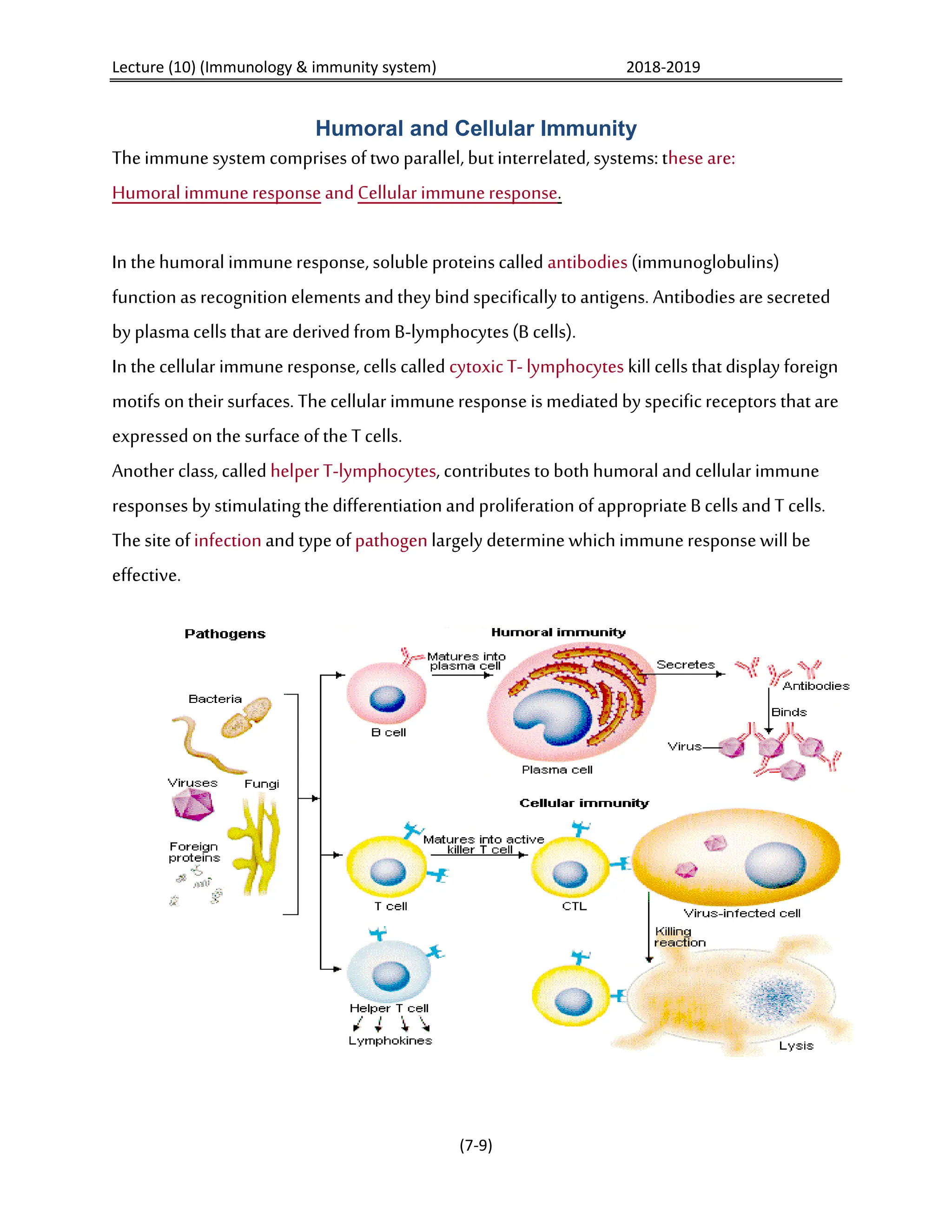 Microbiology-L10-Immunity-and-immune-system.pdf