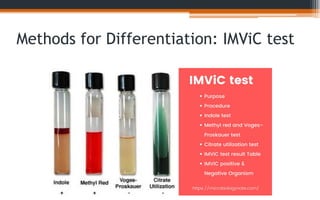 Microbiology of Drinking Water | PDF