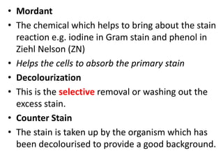 MICROBIOLOGY - STAINING-1.pptx