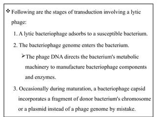 Following are the stages of transduction involving a lytic
phage:
1. A lytic bacteriophage adsorbs to a susceptible bacterium.
2. The bacteriophage genome enters the bacterium.
The phage DNA directs the bacterium's metabolic
machinery to manufacture bacteriophage components
and enzymes.
3. Occasionally during maturation, a bacteriophage capsid
incorporates a fragment of donor bacterium's chromosome
or a plasmid instead of a phage genome by mistake.
 