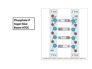 Phosphate-P
Sugar-blue
Bases-ATGC
 