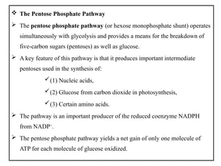  The Pentose Phosphate Pathway
 The pentose phosphate pathway (or hexose monophosphate shunt) operates
simultaneously with glycolysis and provides a means for the breakdown of
five-carbon sugars (pentoses) as well as glucose.
 A key feature of this pathway is that it produces important intermediate
pentoses used in the synthesis of:
(1) Nucleic acids,
(2) Glucose from carbon dioxide in photosynthesis,
(3) Certain amino acids.
 The pathway is an important producer of the reduced coenzyme NADPH
from NADP+
.
 The pentose phosphate pathway yields a net gain of only one molecule of
ATP for each molecule of glucose oxidized.
 