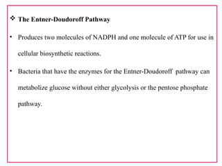  The Entner-Doudoroff Pathway
• Produces two molecules of NADPH and one molecule of ATP for use in
cellular biosynthetic reactions.
• Bacteria that have the enzymes for the Entner-Doudoroff pathway can
metabolize glucose without either glycolysis or the pentose phosphate
pathway.
 