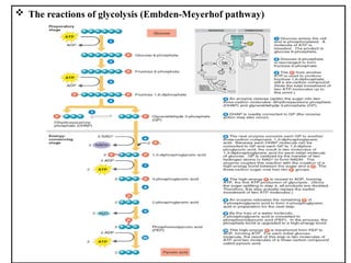  The reactions of glycolysis (Embden-Meyerhof pathway)
 