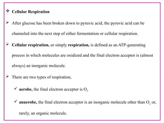  Cellular Respiration
 After glucose has been broken down to pyruvic acid, the pyruvic acid can be
channeled into the next step of either fermentation or cellular respiration.
 Cellular respiration, or simply respiration, is defined as an ATP-generating
process in which molecules are oxidized and the final electron acceptor is (almost
always) an inorganic molecule.
 There are two types of respiration,
 aerobe, the final electron acceptor is O2
 anaerobe, the final electron acceptor is an inorganic molecule other than O2 or,
rarely, an organic molecule.
 