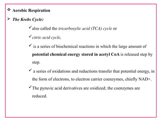  Aerobic Respiration
 The Krebs Cycle:
also called the tricarboxylic acid (TCA) cycle or
citric acid cycle,
 is a series of biochemical reactions in which the large amount of
potential chemical energy stored in acetyl CoA is released step by
step.
 a series of oxidations and reductions transfer that potential energy, in
the form of electrons, to electron carrier coenzymes, chiefly NAD+.
The pyruvic acid derivatives are oxidized; the coenzymes are
reduced.
 