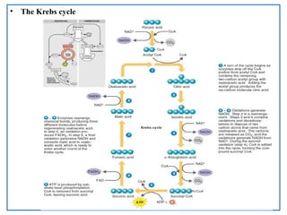 • The Krebs cycle
 