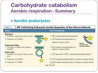  ATP yield during prokaryotic aerobic respiration of one glucose molecule
 
