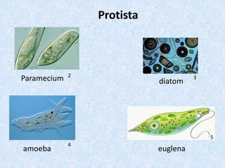 Protista
Paramecium diatom
amoeba euglena
2 3
4
5
 