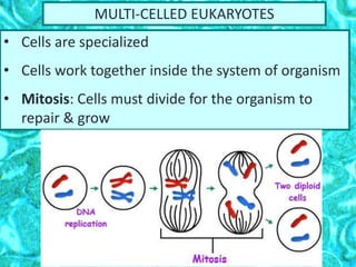 MULTI-CELLED EUKARYOTES
• Cells are specialized
• Cells work together inside the system of organism
• Mitosis: Cells must divide for the organism to
repair & grow
 