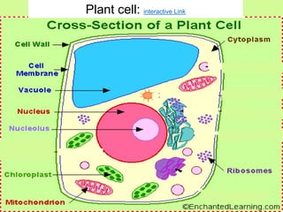 Plant cell: interactive Link
 
