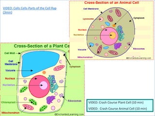 VIDEO: Cells Cells-Parts of the Cell Rap
(3min)
VIDEO: Crash Course Plant Cell (10 min)
VIDEO: Crash Course Animal Cell (10 min)
 