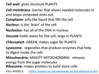 Cell wall- gives structure PLANTS
Cell membrane- barrier that allows needed molecules in
and keeps unneeded ones out.
Vacuole-holds water for the cell, large in PLANTS
Mitochondria- MIGHTY MITOCHONDRIA: releases
energy from the sugar molecules
Nucleus- is the ‘brain’ of the cell
Nucleolus- has all of the DNA in nucleus
Chloroplast- GREEN, makes sugar for PLANTS
CELL MODELS VIDEO: Insights into cell membranes via dish detergent (4 min)
Lysosome- organelles that produce enzymes that help
to digest inside the cell;
Ribosome- makes proteins to build more cells
Cytoplasm- jelly-like liquid that fills the cell
 