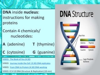 DNA inside nucleus:
instructions for making
proteins
Contain 4 chemicals/
nucleotides:
A (adenine) T (thymine)
C (cytosine) G (guanine)
VIDEO: The Book of You (4:30)
VIDEO: Journey inside the Cell (3:30) DNA replicates
VIDEO: From DNA to Protein (4:30) DNA working
VIDEO: CC # 10 DNA (Structure & Replication) (10 min)
 