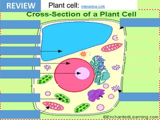 Plant cell: interactive LinkREVIEW
 