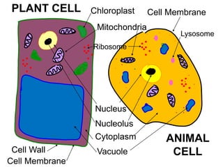 Vacuole
Mitochondria
Nucleus
Nucleolus
Cell Wall
Cell Membrane
Cytoplasm
PLANT CELL
ANIMAL
CELL
D
Chloroplast
Ribosome
Lysosome
Cell Membrane
 