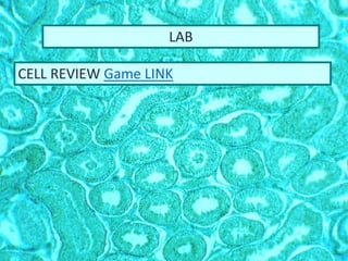 LAB
CELL REVIEW Game LINK
 