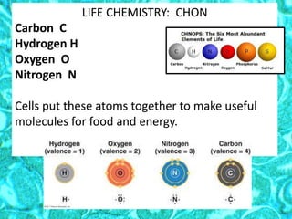 LIFE CHEMISTRY: CHON
Carbon C
Hydrogen H
Oxygen O
Nitrogen N
Cells put these atoms together to make useful
molecules for food and energy.
 