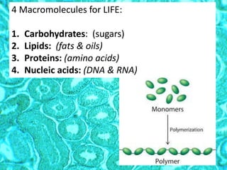 4 Macromolecules for LIFE:
1. Carbohydrates: (sugars)
2. Lipids: (fats & oils)
3. Proteins: (amino acids)
4. Nucleic acids: (DNA & RNA)
 