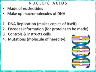 N U C L E I C A C I D S
• Made of nucleotides
• Make up macromolecules of DNA
1. DNA Replication (makes copies of itself)
2. Encodes information (for proteins to be made)
3. Controls & instructs cells
4. Mutations (molecule of heredity)
 