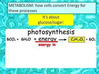 It’s about
glucose/sugar:
METABOLISM: how cells convert Energy for
these processes
38
ATP
 