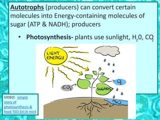 Autotrophs (producers) can convert certain
molecules into Energy-containing molecules of
sugar (ATP & NADH); producers
• Photosynthesis- plants use sunlight, H 0, CO2 2
VIDEO: simple
story of
photosynthesis &
food TED Ed (4 min)
 