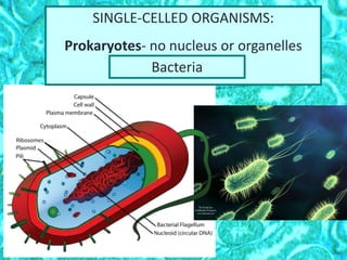 SINGLE-CELLED ORGANISMS:
Prokaryotes- no nucleus or organelles
Bacteria
 