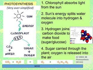 1. Chlorophyll absorbs light
from the sun
2. Sun’s energy splits water
molecule into hydrogen &
oxygen
3. Hydrogen joins
carbon dioxide to
make food
(sugar/glucose)
4. Sugar carried through the
plant; oxygen is released into
the air
6 6 6
H2O O2CO2 =+ + C6 H12 O6
PHOTOSYNTHESIS
MOVE
(Very over-simplified)
CC VIDEO: #8
Photosynthesis
(10 min)
 